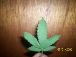 smoked nice 