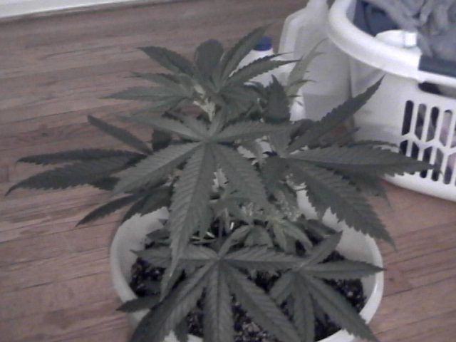 taller one. My two girls.