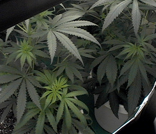 inside thier home vegging under the flos