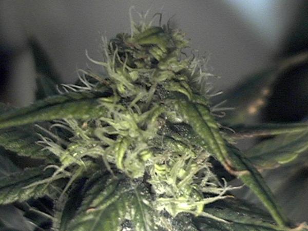 4 weeks