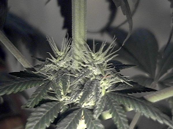 4 weeks