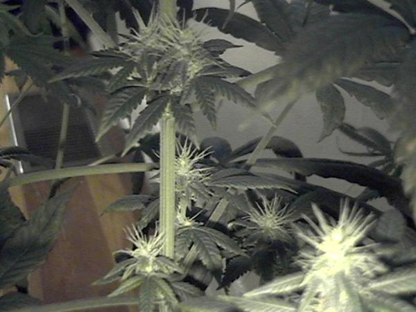 4 weeks