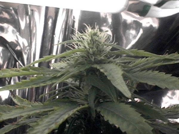 4 wks flower