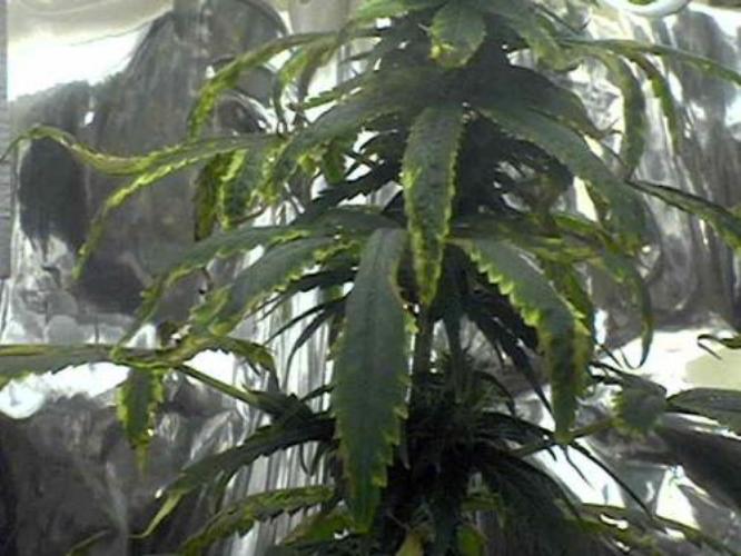 very bushy short branches suprisingly I think the bastard step child will be the best yeilder.... go figure