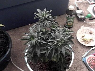 i topped this plant early on. she has 5 tops on her. I need more practice topping 
