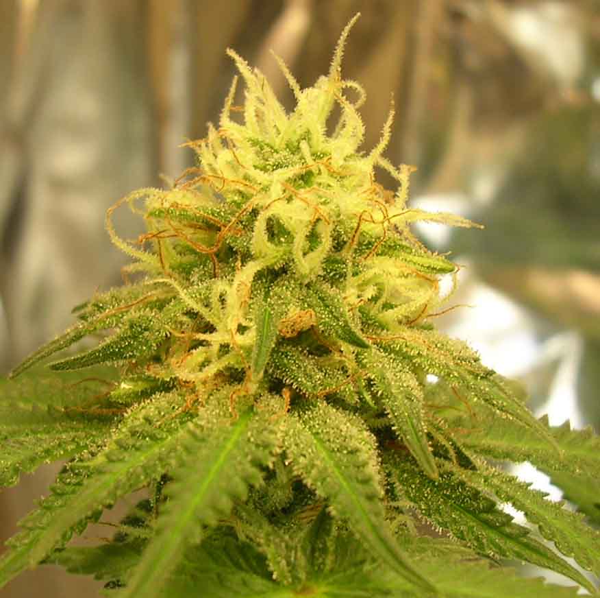 almost ready for harvest