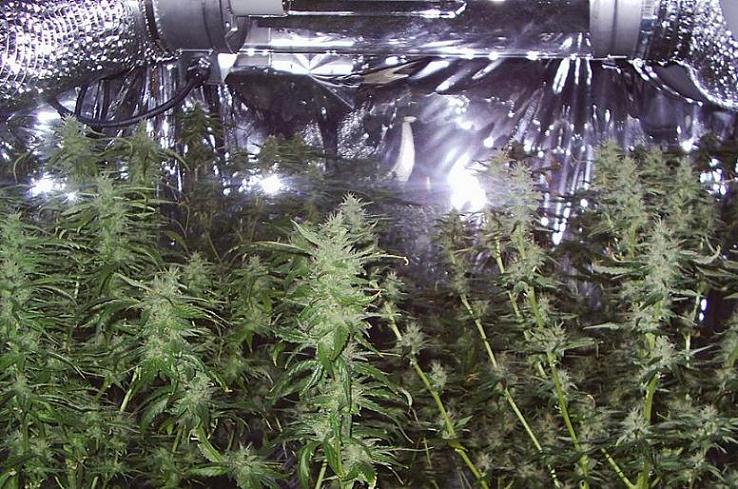 LOOK HERE TO SEE MORE BUDZ!!!