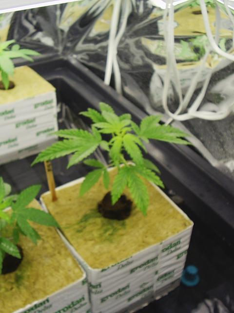 one of the plants as a youngin'