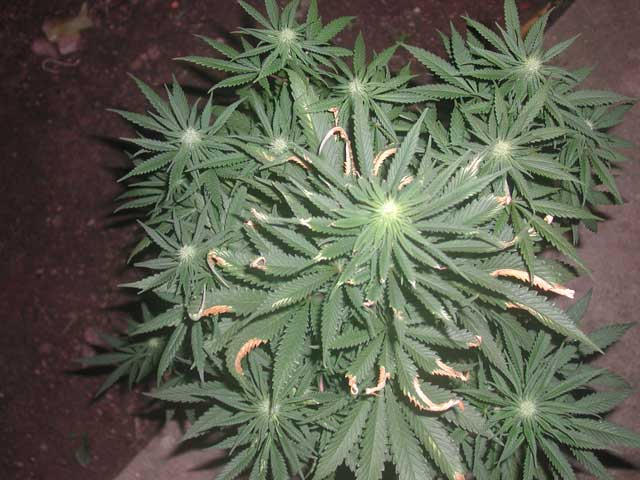 I take this picture outdoors with flash camera. Note that this buds are smaller than Haze strain and White Rhino are 30 days older than Haze.