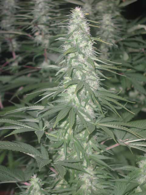 This is the hermaphrodite haze, this bud is very big (at least 35cm) but have several seeds...