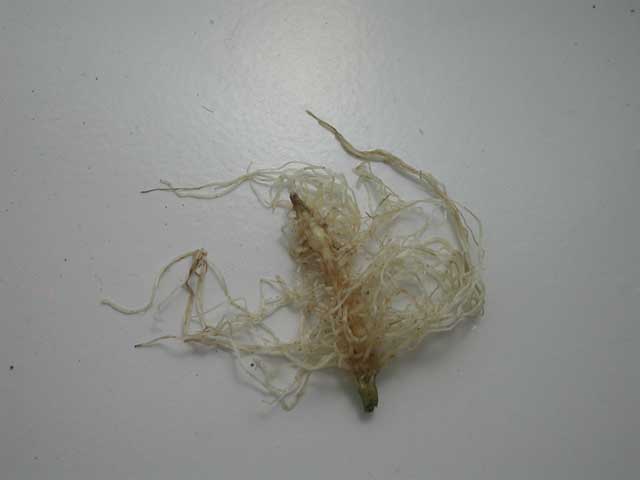 My cat push downstairs my first clon and kill it, so, I take a picture of root's system to show how the hormone work.