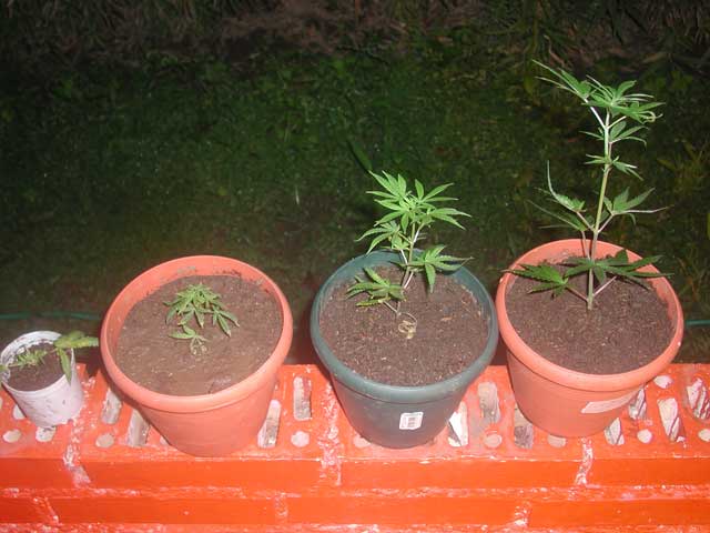 I take 7 clones from White Rhino but I made some experiments. The two on the left are mini clones take one month ago from the botton of the plant. The other two are newer and very vigorous, ready to start growing in vegetative stage.