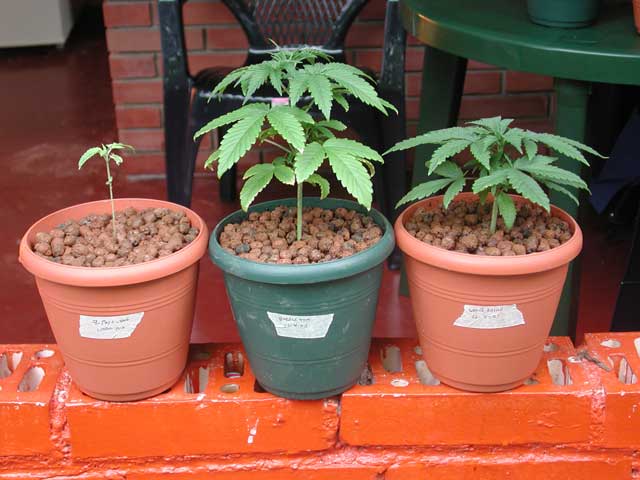 From left to right: Indoor mix (5 days), Bubble Gum (21 days) and White rhino (20 days)
