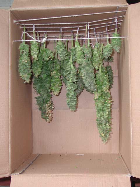 All buds are together for drying. I plan to leave this buds 2-4 days and later use a glass jar o something similar for curing.