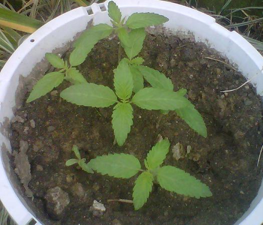 7 sprouts
