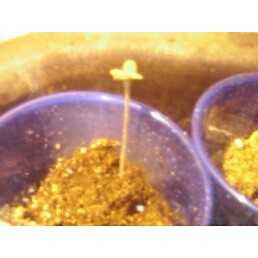 this is the first to sprout it was 35 deg. f when i took the pic.