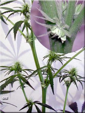 Pic of a hermie for educational purposes.