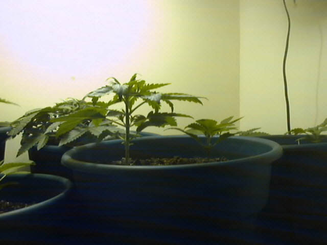 Another one, different from the other 2.5 week old. The other 2.5 week old plant, that is older in this pic, is in the back