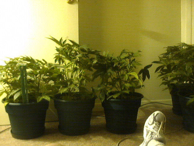 Here are the other 3 pots with plants that are 5-6 weeks old.