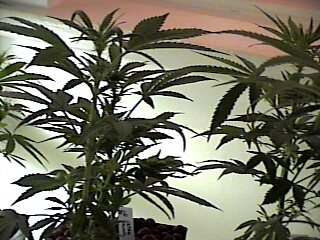group photo