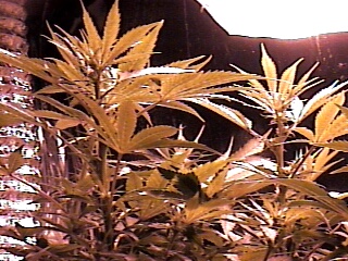 close up flower