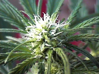 look at the buds