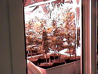 ABOUT 3WEEKS FROM HARVEST