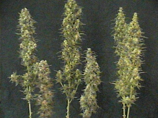 LOOK AT ALL THE GIRLS  43 DAYS ON 250 HPS