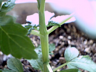 Nice growth on this 2 inch plant. Man SuperThrive rocks.
