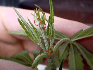 A nice FIM on an outdoor experiment.