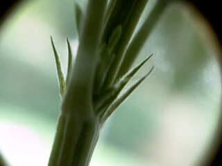 This is a 10x photo of the preflower after 4 days into flowering.