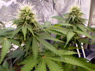 Double Flower Towers! This is White Rhino.