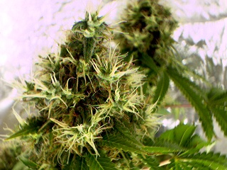 A nice pic of some White Rhino pistils.