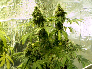 An update on Zoloft (White Rhino)