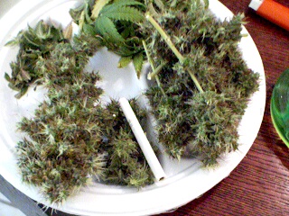 This is all of it. About 70 grams wet and 50 dry. This White Rhino really is a 1 hit wonder!