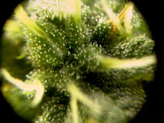 Again some nice crystals and a few red hairs. This pic is from the same flower.