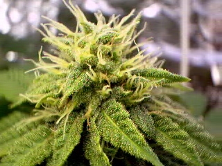 Its almost time! But since I dont do drugs I will be burning the plants soon.