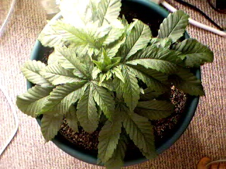 Shorty Sativa Germinated 4/20