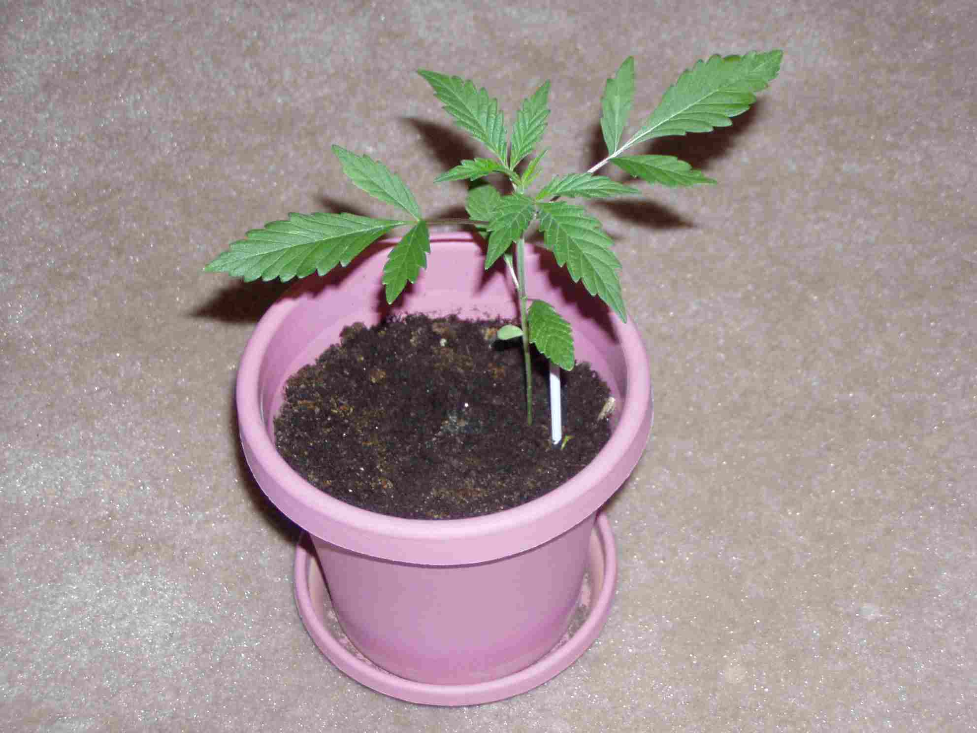 Two days after first picture. I noticed a relatively pungent smell coming from the plant for the first time today, I'm pretty psyched.