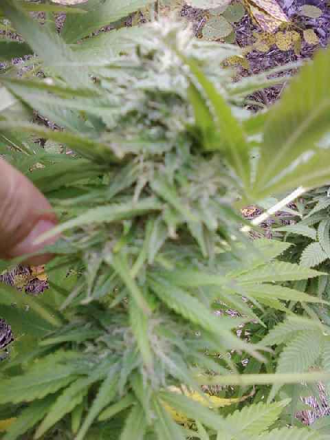skunk