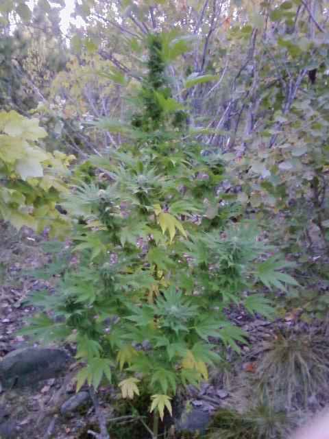 skunk