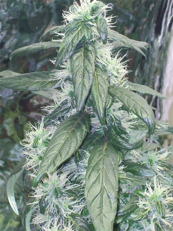 1-29-08

I Harvest on Saturday!!