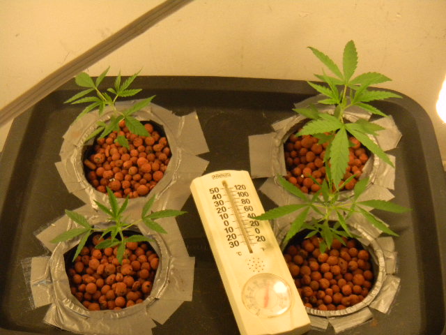 the plant on the upper right hand corner is the strongest og all. its the first eed that popped as well.