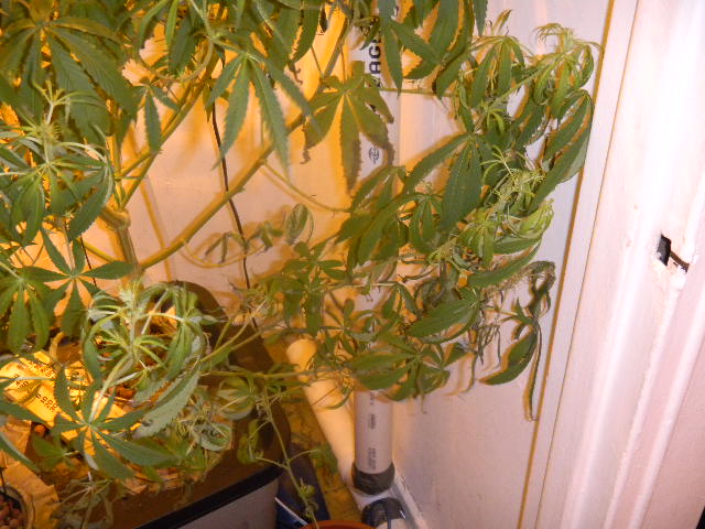 this plants root system has been robbed of its portion of nutrients. all because the roots were tangled.