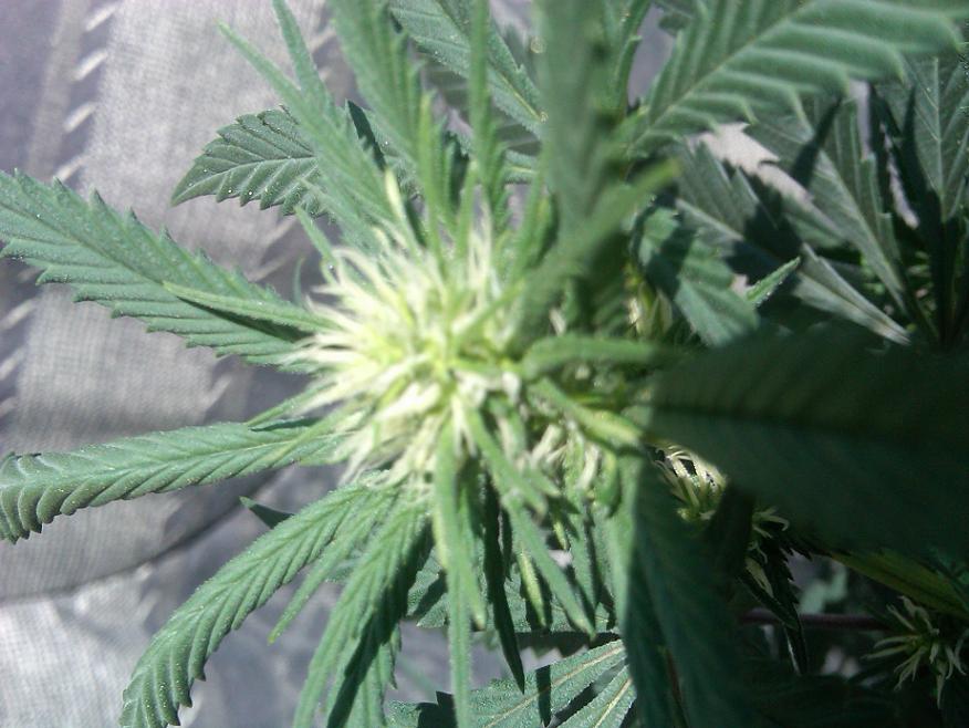 Flowering day 21.