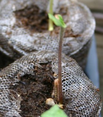 This was one of my best looking straight stemmed sprouts.  see the culprit at the bottom of the stem?