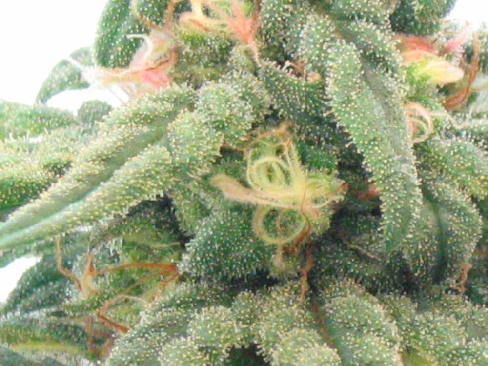 close up of hairs/crystals