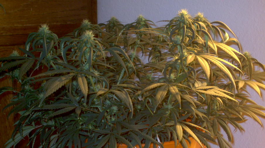 side shot flower day 16
