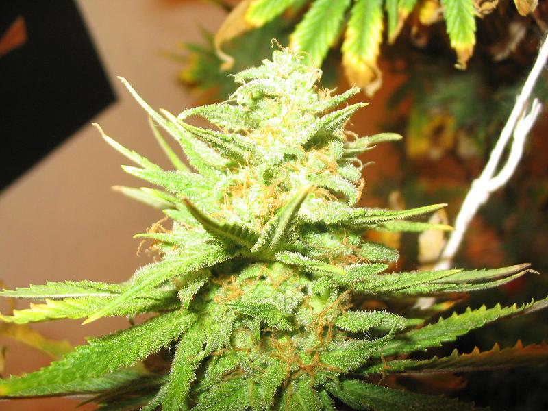 Harvest day!!!!!