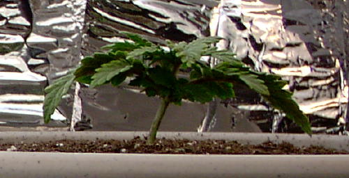 bigest one, had to clip lower leaves due to problem